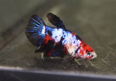Galaxy koi betta - Koi is a type of marble Siamese fighting fish. This betta fish has no relation to the actual koi fish, which is a type of carp that can grow significantly larger than a betta fish. While a koi betta fish only reaches a mature size between 2 and 3 inches, a koi fish can reach between 2 and 3 feet given appropriate space and care. 